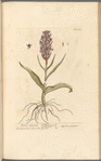 Female satyrium