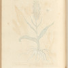Female satyrium
