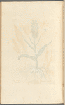 Female satyrium