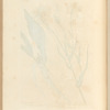 Scorzonera or vipers grass