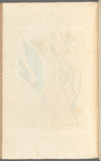 Scorzonera or vipers grass