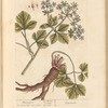 Alexanders