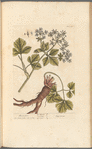 Alexanders