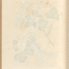 Alexanders