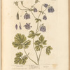 Columbine