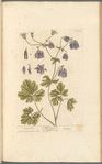 Columbine