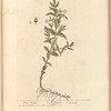 Hedge hyssop