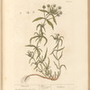 Fleawort