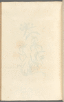 Fleawort