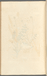 Burnet