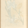 Orris