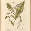 Horse radish