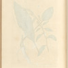Horse radish
