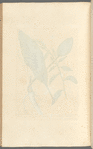 Horse radish