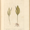 Adders tongue