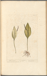 Adders tongue