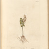 Moonwort