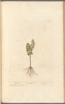 Moonwort