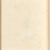 Moonwort