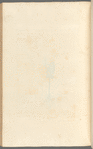 Moonwort