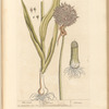 The leek
