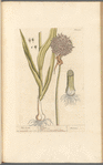 The leek