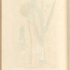 The leek