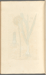 The leek