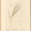 Barley
