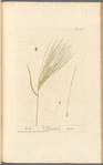Barley