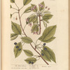 The black cherry