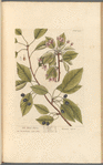 The black cherry