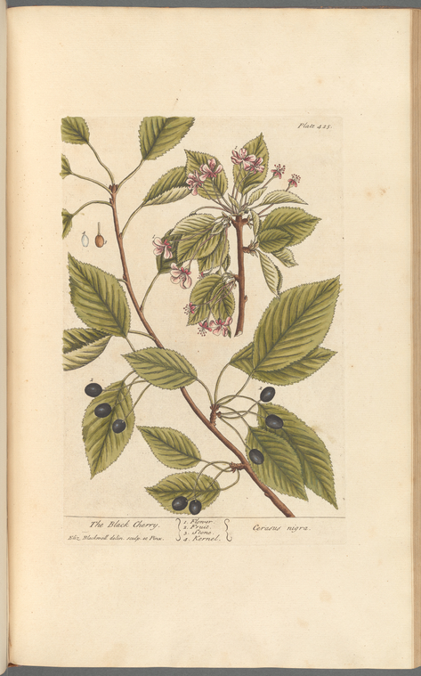 Illustration of The Black Cherry from Blackwell's A Curious Herbal