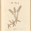 Toothwort