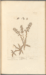 Toothwort