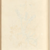 Toothwort