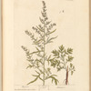 Mugwort