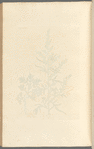 Mugwort