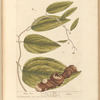 China root
