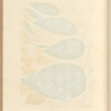 China root