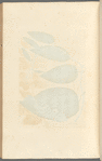 China root
