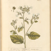 The smaller tobacco