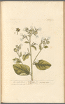 The smaller tobacco