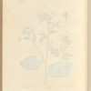 The smaller tobacco