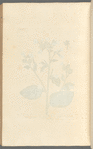 The smaller tobacco