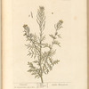 Flixweed