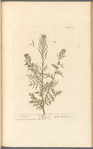 Flixweed