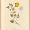 Coloquintida