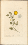 Coloquintida