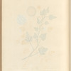 Coloquintida